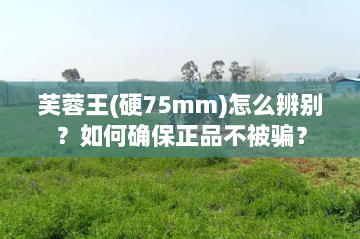芙蓉王(硬75mm)怎么辨别？如何确保正品不被骗？